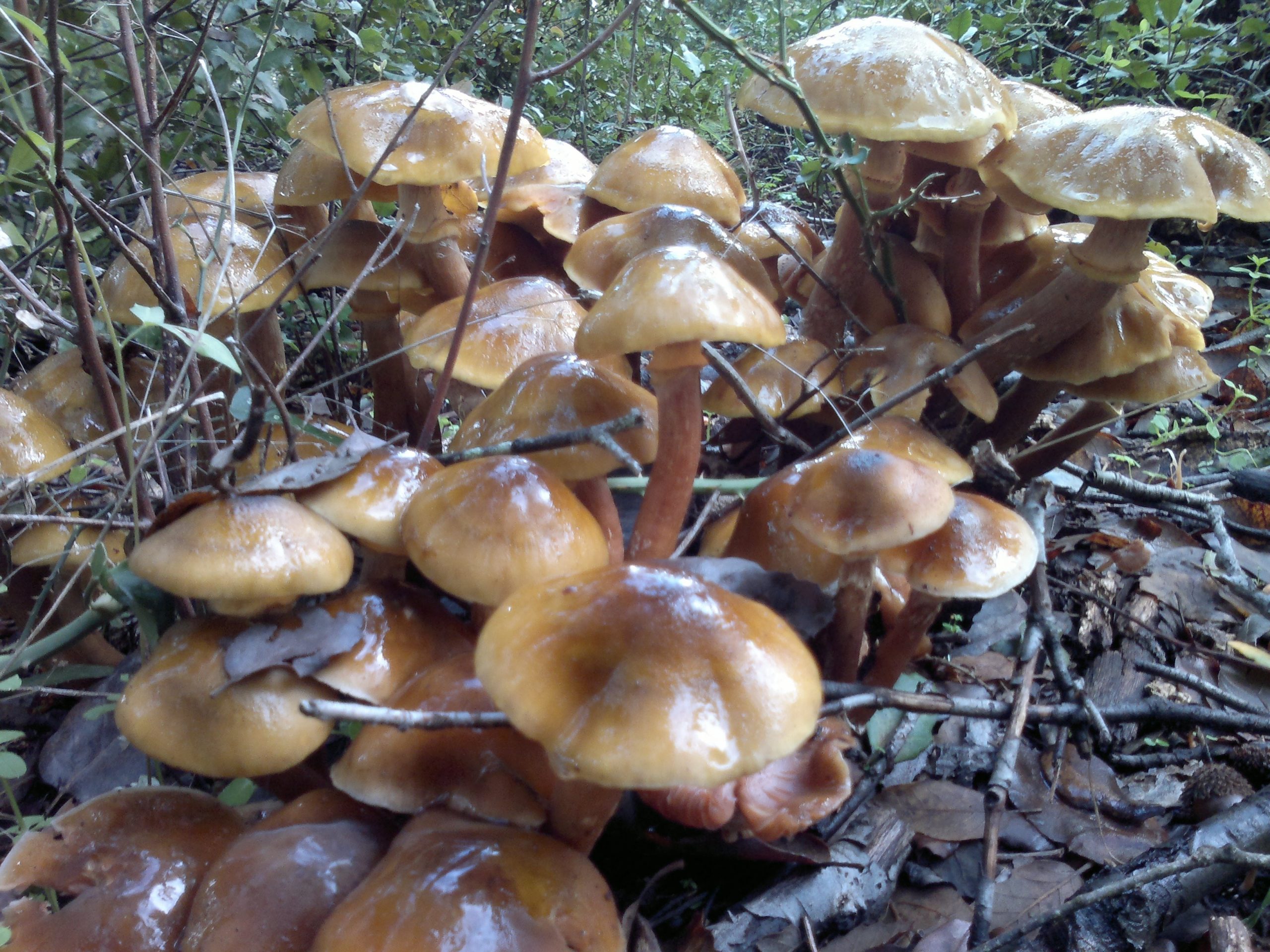 Controllo dei funghi, orari e numeri dell’Ispettorato micologico Controllo dei funghi, orari e numeri dell’Ispettorato micologico